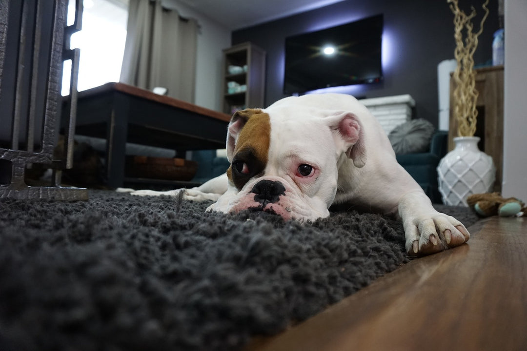 Schlafstörungen bei Hunden: Das solltest du beachten!