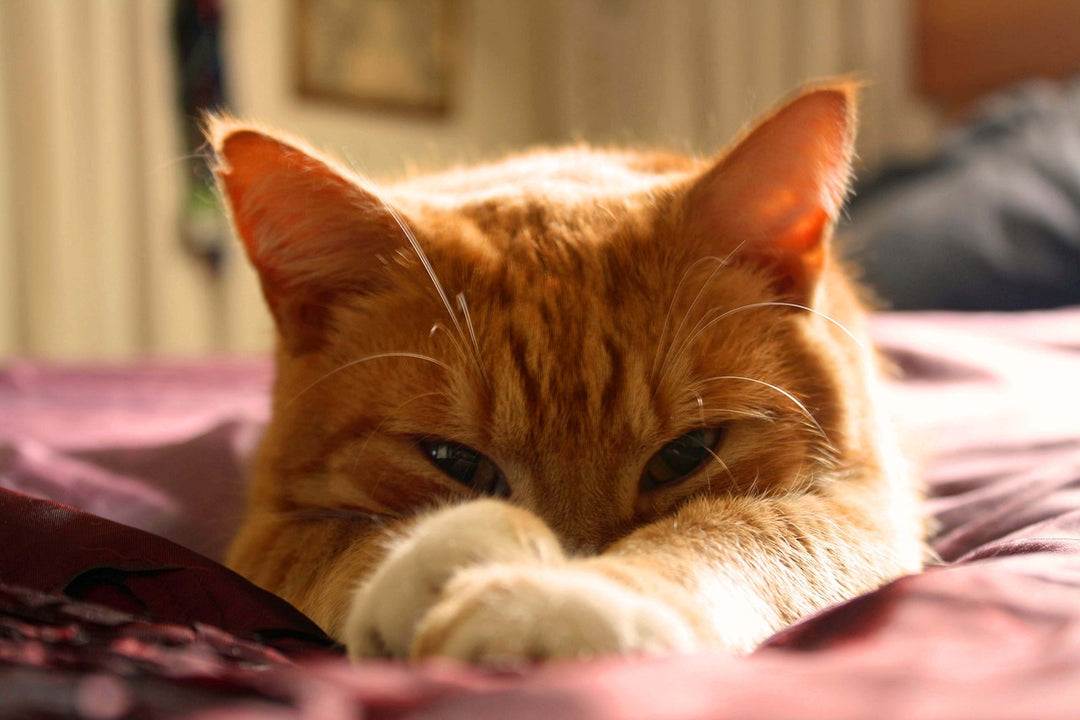 Die Bedeutung von Katzenschlaf: Wie du deiner Katze zu erholsamen Nächten verhilfst