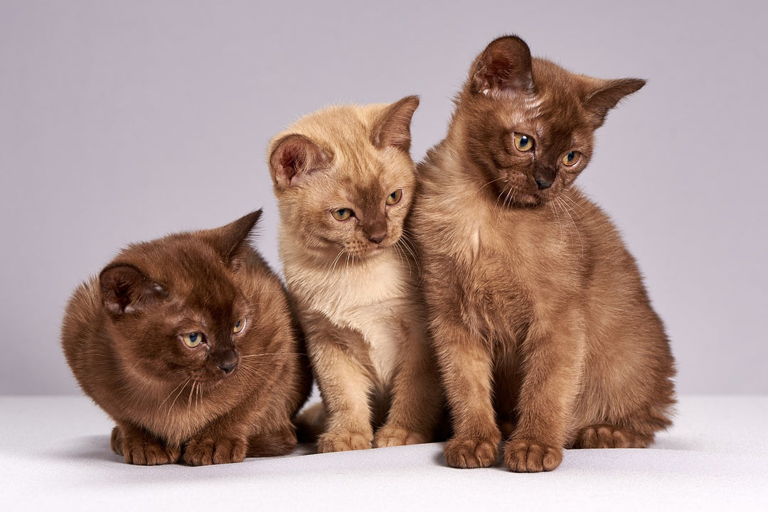 Die Bedeutung von Ruhezonen in Mehrkatzenhaushalten
