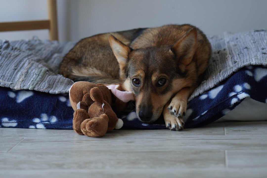 Der perfekte Schlafplatz für deinen Hund: Worauf du achten solltest