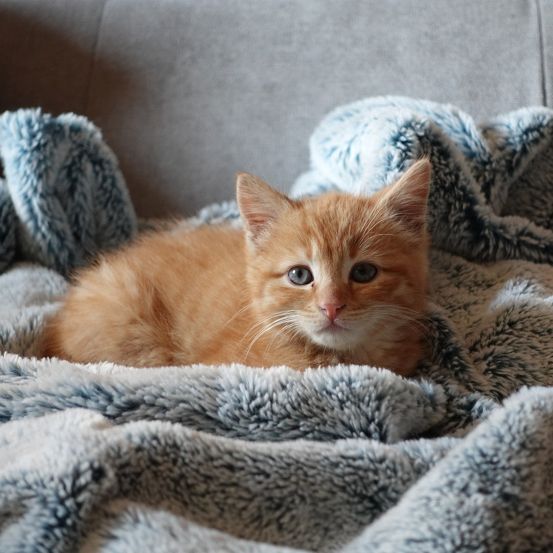 Gesundheit im Schlaf: Warum ein gutes Katzenbett wichtig für die Gesundheit deiner Katze ist