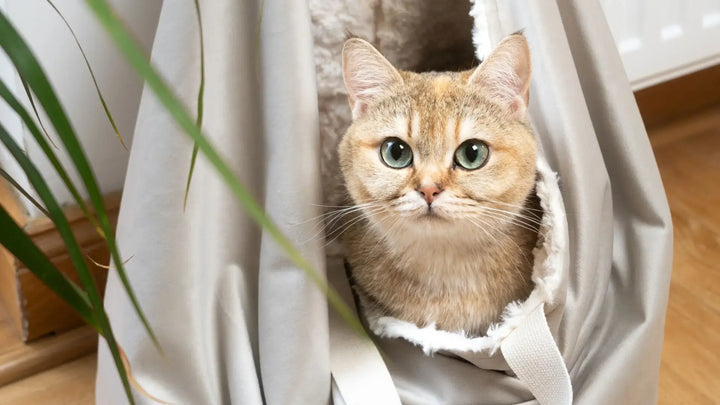 Der Kängurubeutel - Tragetasche für Katzen | Handgefertigte Premium-Velours